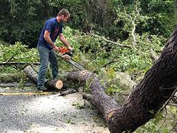 Trusted Irmo, SC Tree Removal Services Experts