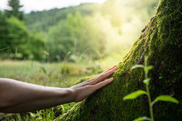 How Our Tree Care Process Works  in  Irmo, SC